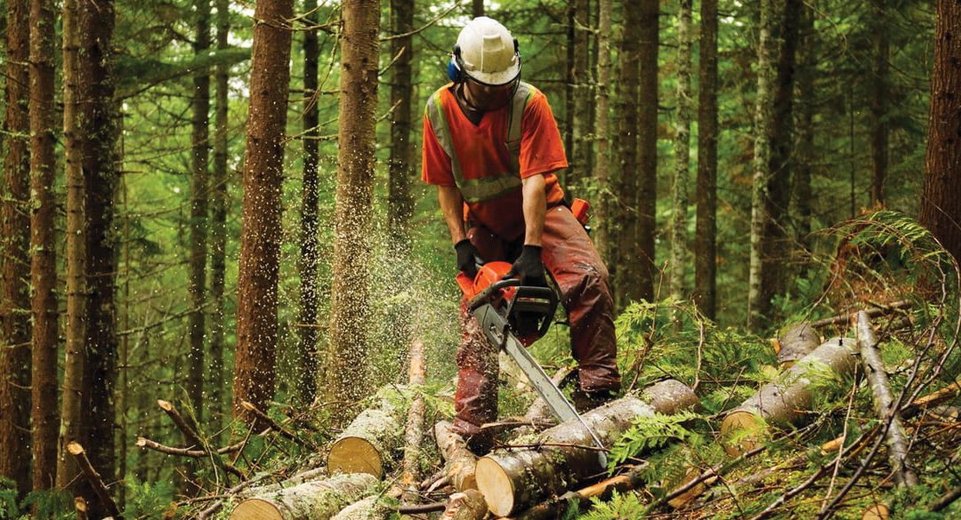 The dangers of working in forestry and arboriculture